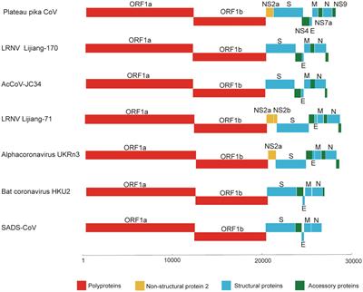 Discovery and Evolution of a Divergent <mark class="highlighted">Coronavirus</mark> in the Plateau Pika From China That Extends the Host Range of Alpha<mark class="highlighted">coronavirus</mark>es